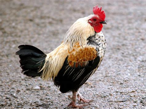 What Sound Does a Rooster Make? - Thought Life